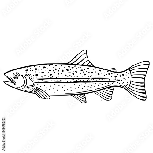 trout fish vector illustration