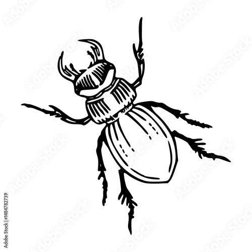 insect beetle line art
