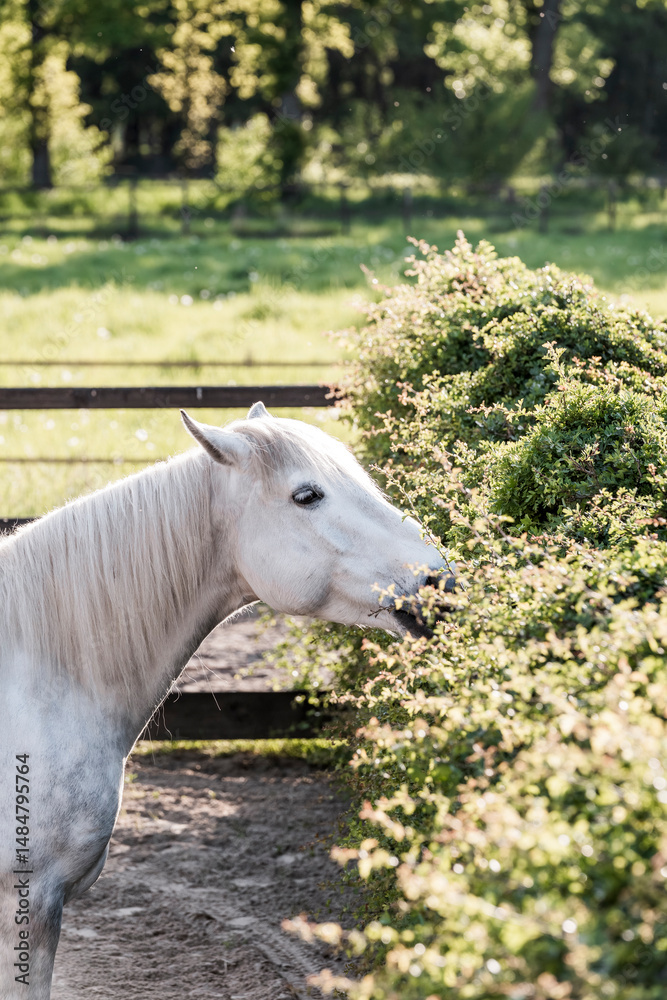 Obraz premium horse eating natural plant pony equine 