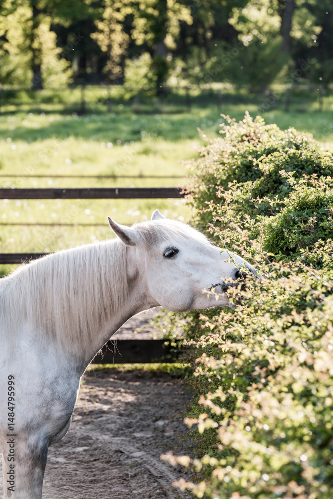 Fototapeta premium horse eating natural plant pony equine 