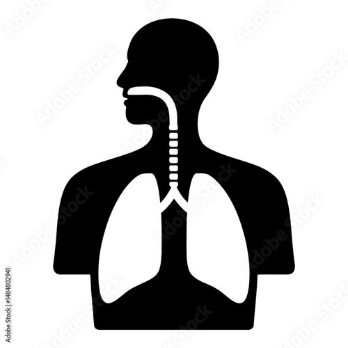 Human respiratory system anatomy lungs trachea diagram silhouette medical illustration graphic design vector art