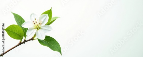 Delicate single flowering branch, vibrant green leaves, white background , foliage, design