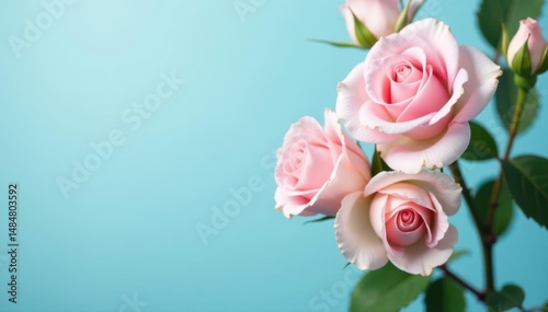Wallpaper Mural Delicate blush roses, soft blue backdrop, serene light , aesthetic, soft blue background, art Torontodigital.ca