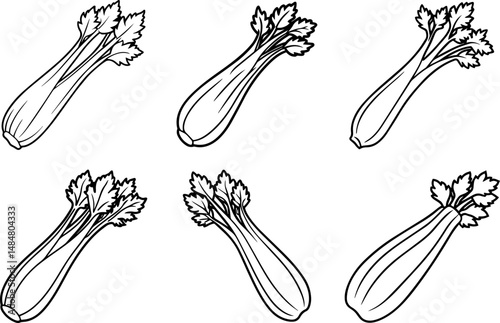 Set of celery vegetable black outline vector and illustration, coloring book page