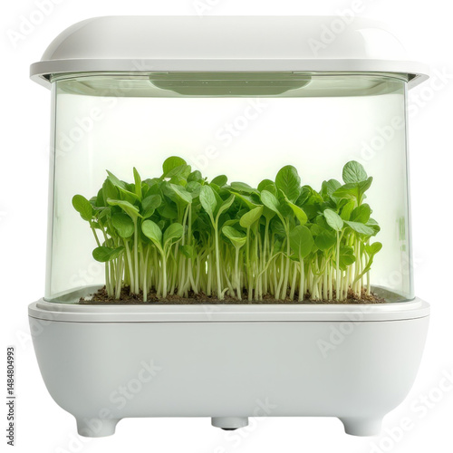 green plant in a pot