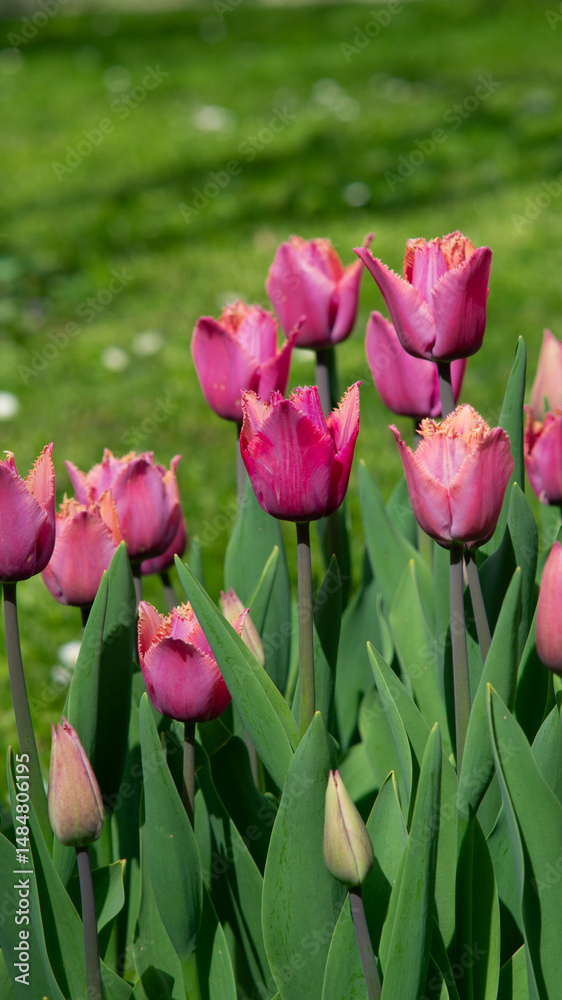 Pink-purple Tulipa 'Louvre' tulips in full bloom. Dutch tulip cultivation, botanical postcard, garden flowers, new tulip varieties. Tulipa hybrid.
Pink-purple Tulipa 'Louvre' tulips in full bloom. Dutch tulip cultivation, botanical postcard, garden flowers, new tulip varieties. Tulipa hybrid.