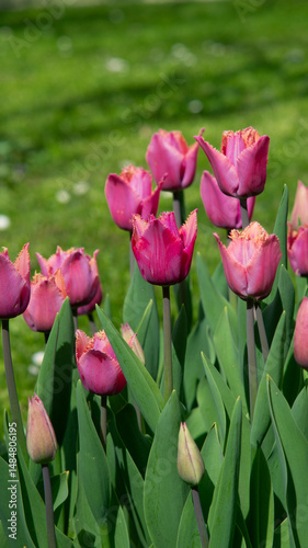 Pink-purple Tulipa 'Louvre' tulips in full bloom. Dutch tulip cultivation, botanical postcard, garden flowers, new tulip varieties. Tulipa hybrid.
