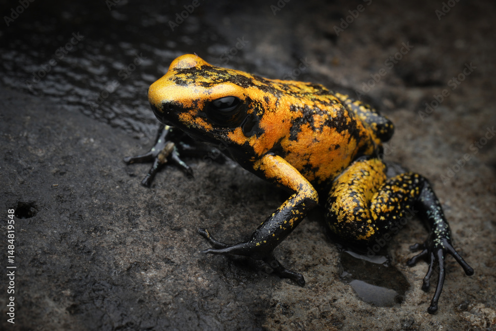 Obraz premium Phyllobates terribilis
