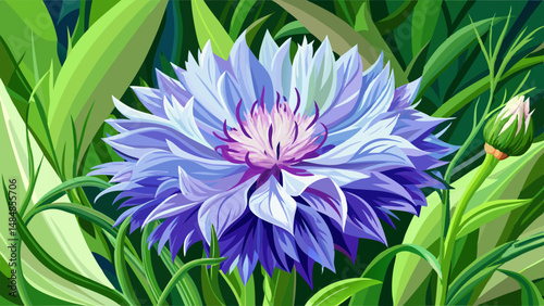 Lilac flower Whitewashed Cornflower (Latin: Centaurea dealbata) in garden close up. Cornflower flower on background green leaves. very beautiful