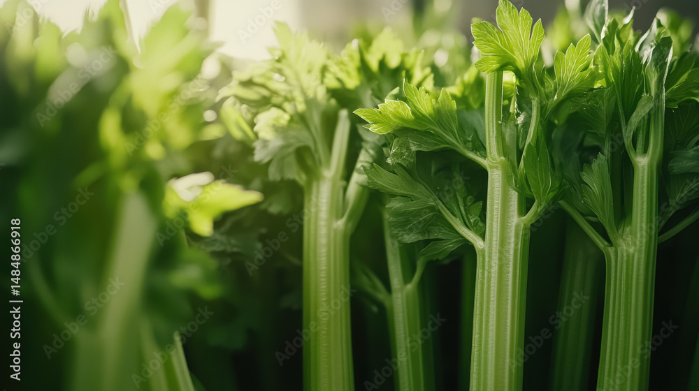 Fototapeta premium Fresh green celery stalks arranged neatly, showcasing vibrant color and texture