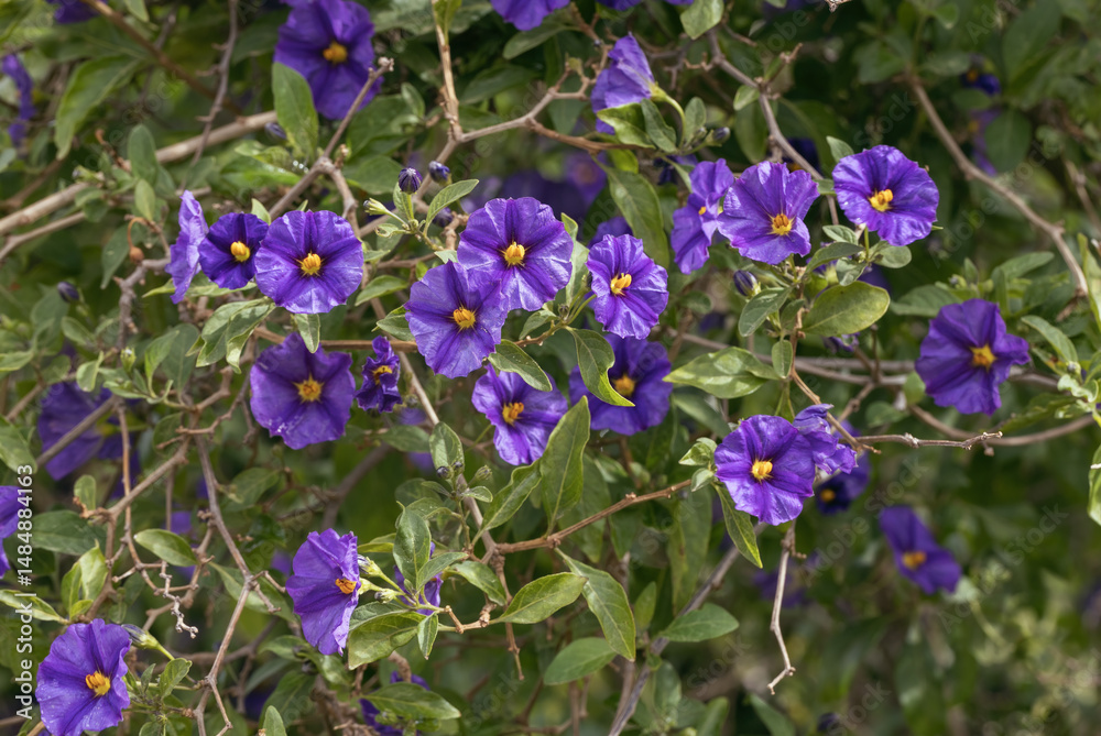 beautiful, purple flowers close-up beautiful, purple flowers close-up