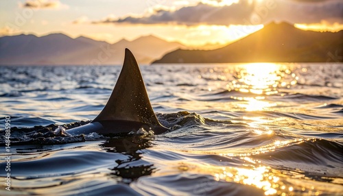 shark fin emerging from sea surface