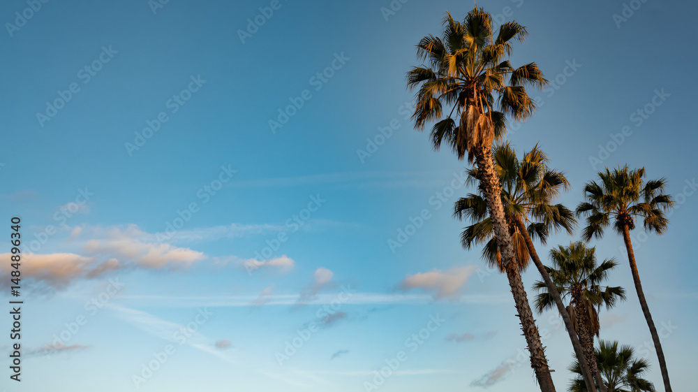 Fototapeta premium California s high palms against a blue sky