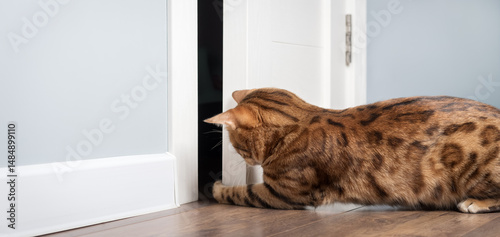 A Bengal cat peers through an open door.