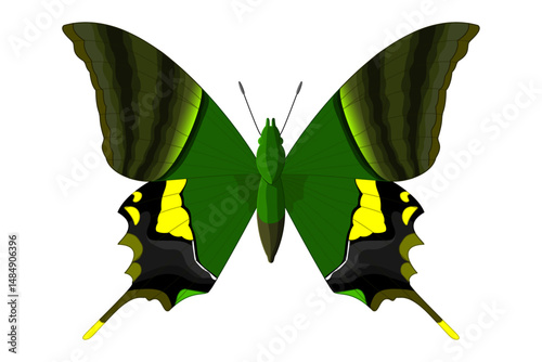 vector realistic butterfly. Cartoon color volume clip art isolated on transparent background. Hand drown design element.