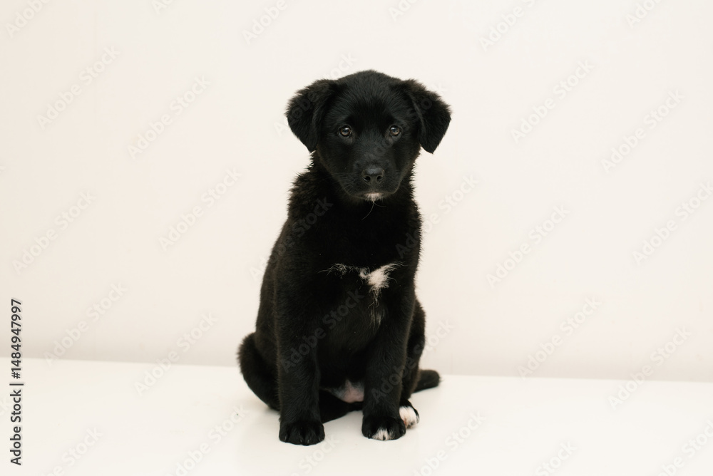 Sitting Black Puppy On White Sitting Black Puppy On White
