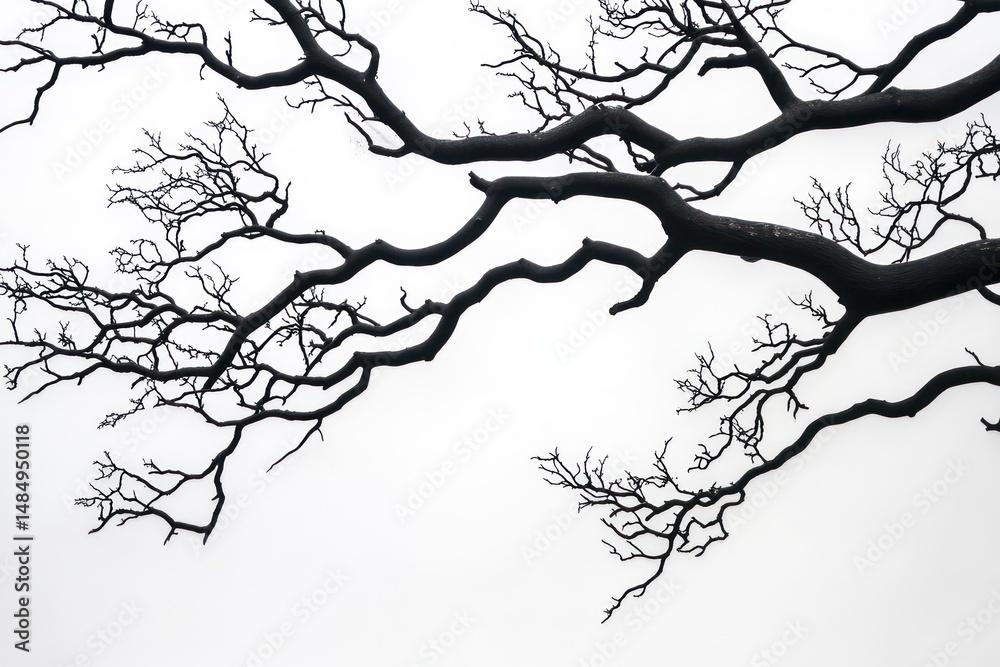 Obraz premium Twisted black tree branches on white background
