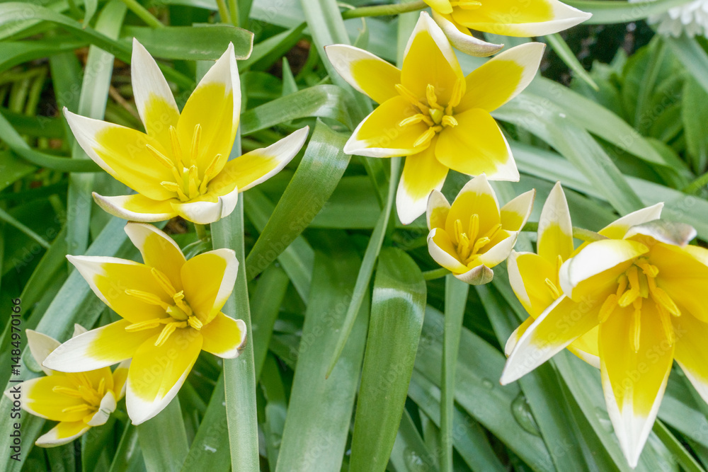 Obraz premium Tulipa tarda Stern-Tulpe