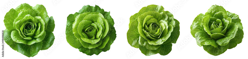 Obraz premium fresh green butterhead lettuce heads on white background