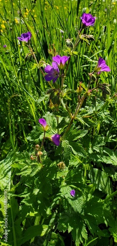 Wallpaper Mural Geranium Sylvaticum Torontodigital.ca