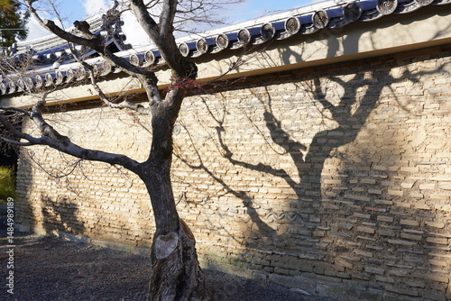 shadow of a tree on a old wall