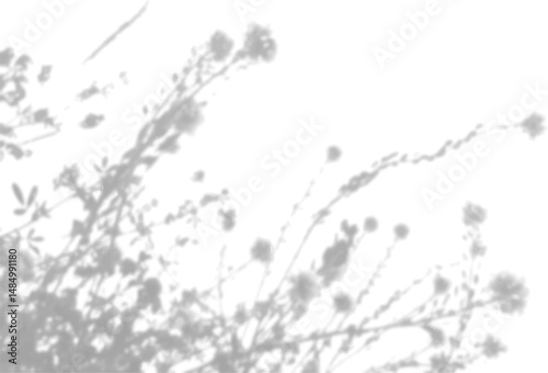 The shadow of the field grass on the white wall. A black and white image to overlay on a photo or mockup