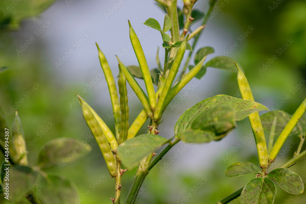 Obraz premium garden fresh indian vegetable green cluster beans or guar beans also known in india as guwar,guvar bean,guar bean on plant in garden