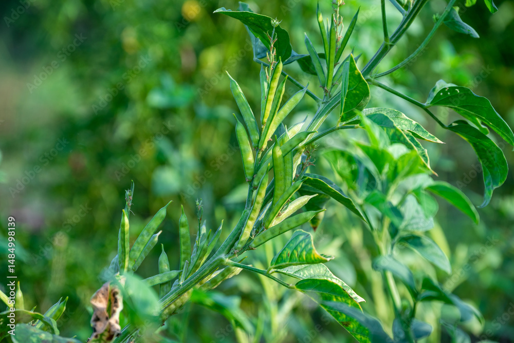 Fototapeta premium garden fresh indian vegetable green cluster beans or guar beans also known in india as guwar,guvar bean,guar bean on plant in garden