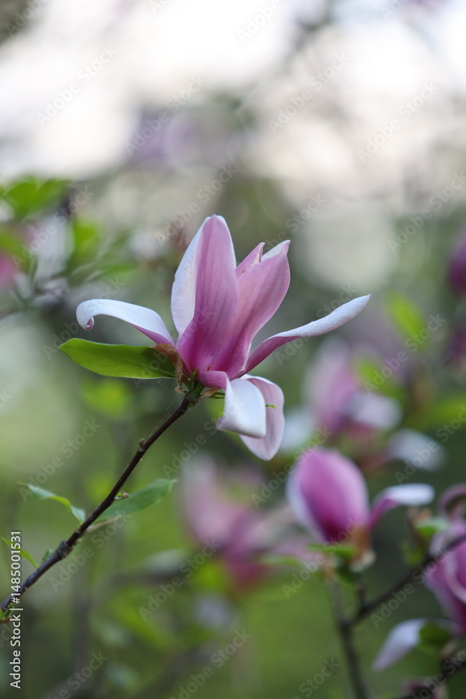 Fototapeta premium A pink flower with a white center is the main focus of the image. The flower is surrounded by green leaves, and it is in a garden setting