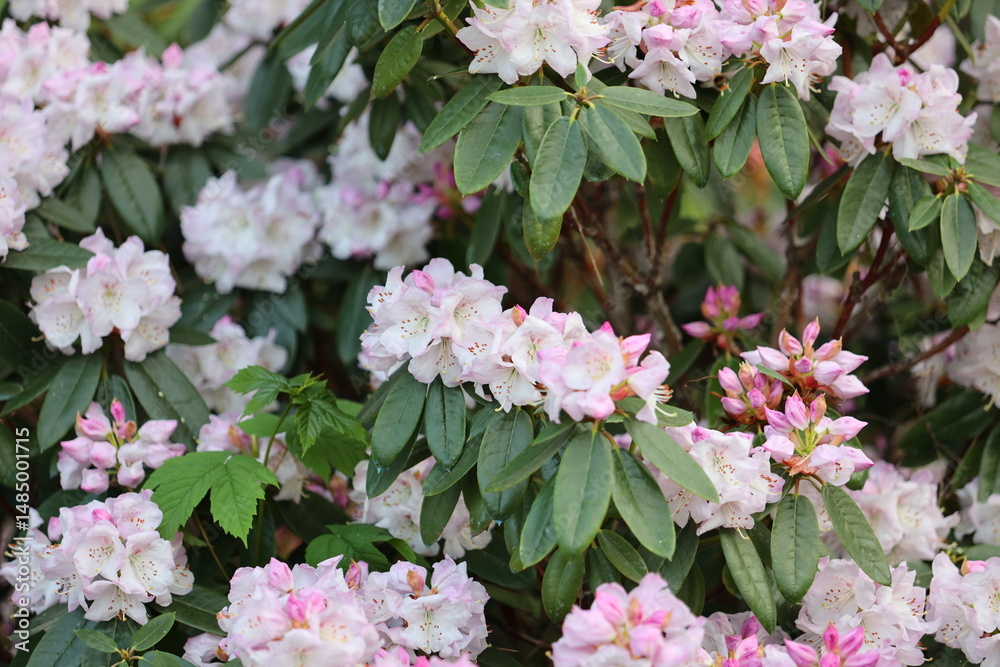 Naklejka premium A bush full of pink flowers with green leaves. Scene is one of beauty and serenity