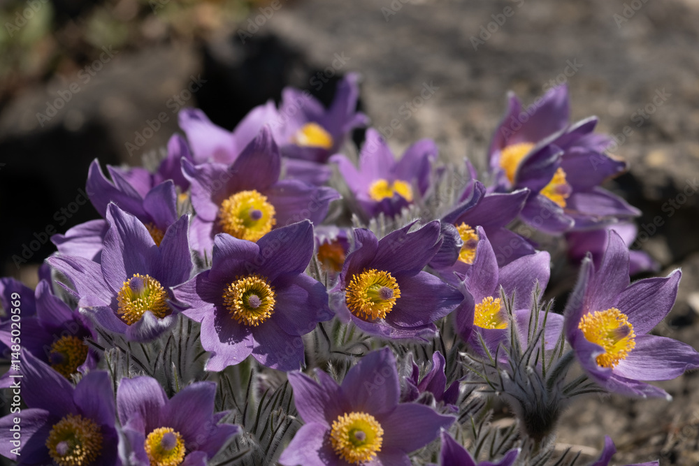 Blooming Pasque Flowers in Spring Garden Blooming Pasque Flowers in Spring Garden