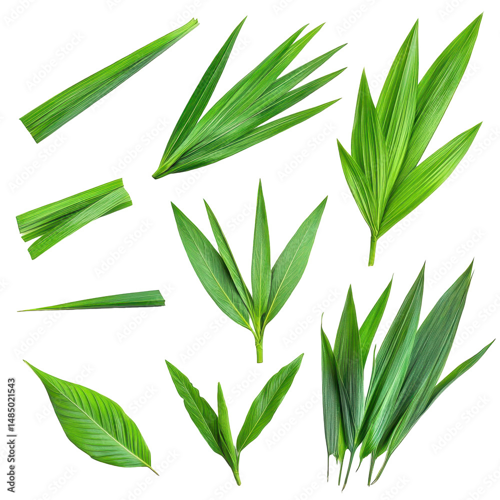 Obraz premium Various types of green leaves arranged artistically on a white background for botanical study