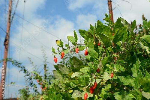 Tableau sur toile Close-up of Korean goji berry (Lycium chinense) fruit and leaves, a widely used