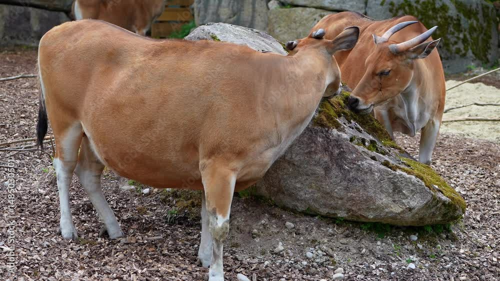 Banteng, Bos javanicus or Red Bull. It is a type of wild cattle But there are key characteristics that are different from cattle and bison: a white band bottom in both males and females.