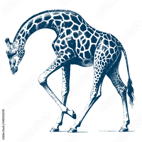 giraffe vector
