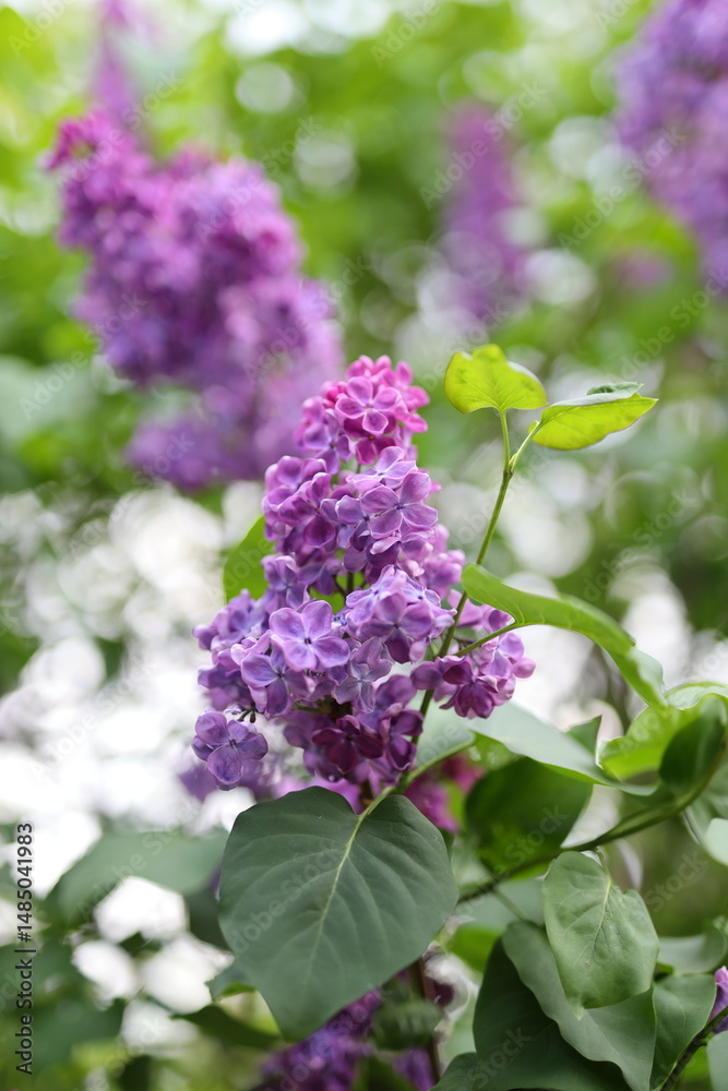 Fototapeta premium A purple flower with a green stem. The flower is surrounded by green leaves. The flower is in the middle of the image
