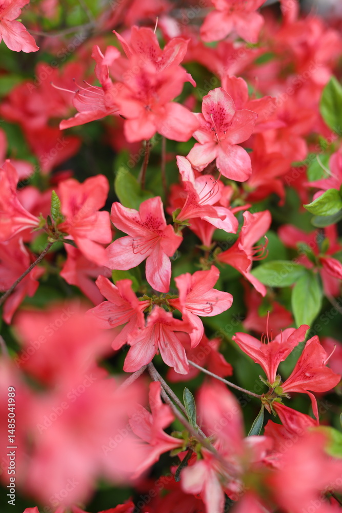 Obraz premium A close up of red flowers with a blurry background. The flowers are in full bloom and are very vibrant