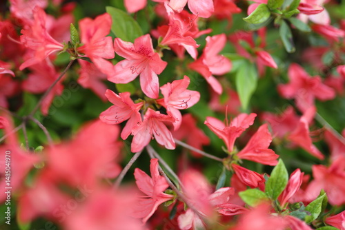 A close up of red flowers with green leaves. The flowers are in full bloom and the colors are vibrant. Concept of beauty and freshness, as well as the natural cycle of life and growth