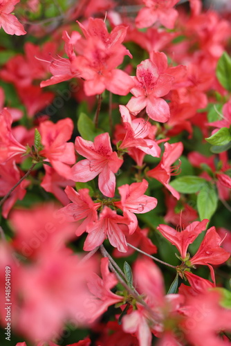 A close up of red flowers with a blurry background. The flowers are in full bloom and are very vibrant