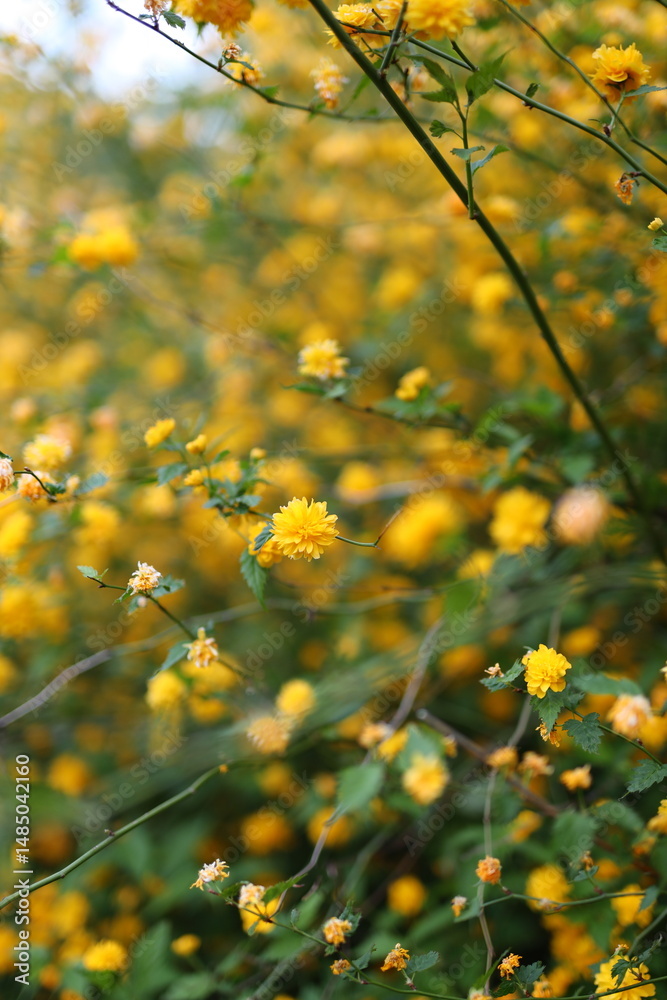 Obraz premium A field of yellow flowers with a few brown leaves. The flowers are in full bloom and the leaves are green