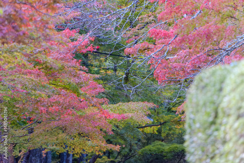 色鮮やかな紅葉が広がる日本の秋の森
