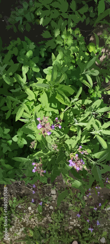Plants with flowers