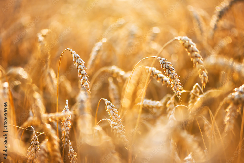 Fototapeta premium Wheat ears glowing under golden sunset light on a dry farmland field. Sun-kissed grain heads sway gently across the prairie landscape during dusk