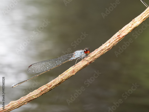 Grey Sprite Pseudagrion pruinosum has compound eyes, the top is black while the bottom is reddish orange. The abdomen is brownish black and become metallic when exposed to sunlight.