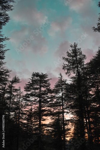 The silhouette of tall trees against a vibrant, colorful sky at dusk, showcasing nature’s serene and breathtaking evening beauty.