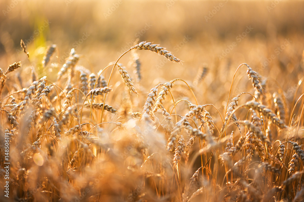 Fototapeta premium Sunset illuminates dry wheat spikelets stretching across a rural field. Harvest-ready grain stems cover the homestead terrain beneath amber skies