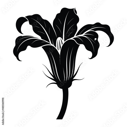 Zucchini Flower Silhouette, Vector, Illustration, Icon, Logo, White Background.