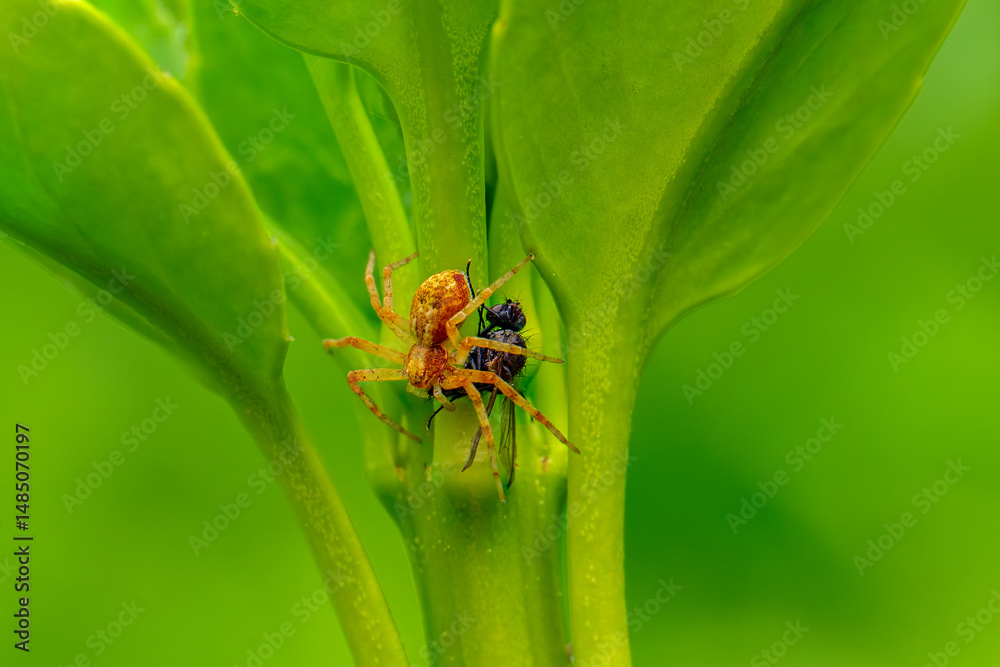 Fototapeta premium Pequeño insecto sobre una rama