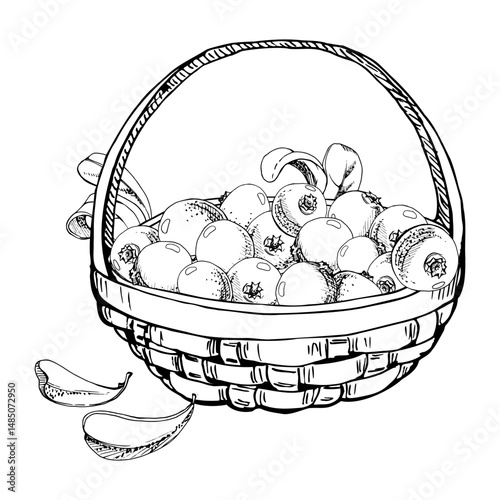 Cranberry lingonberry with leaves in weaved basket, vector hand drawn in ink, heap of ripe picked forest berry harvest. Isolated illustration for restaurant, cafe menu, recipe book, farmers market