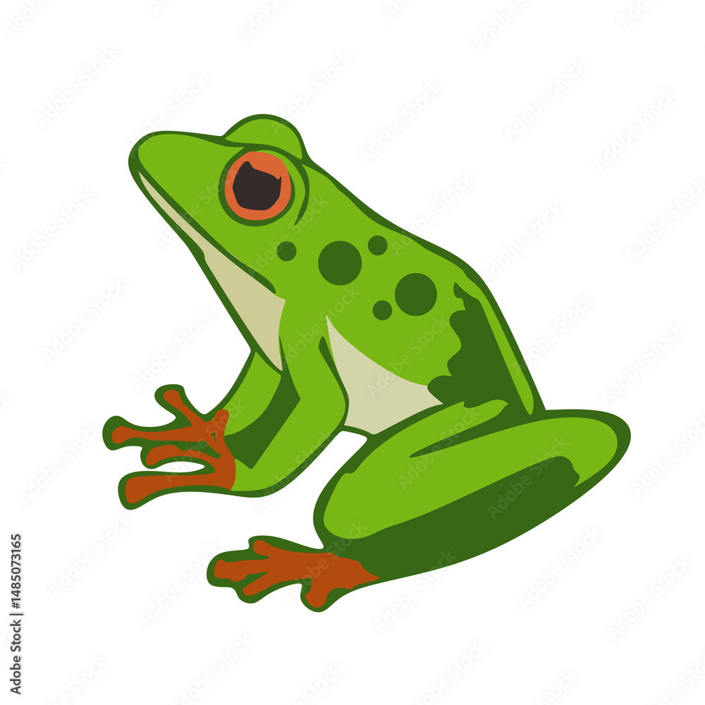 Fototapeta premium laubfrosch. Frog with green color. isolated on white